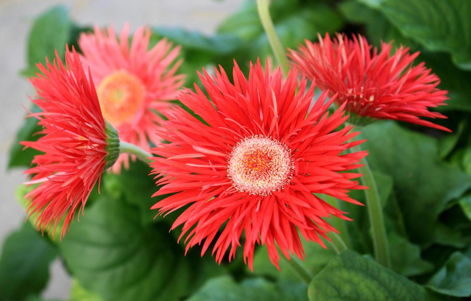 Red gerber daisy photo