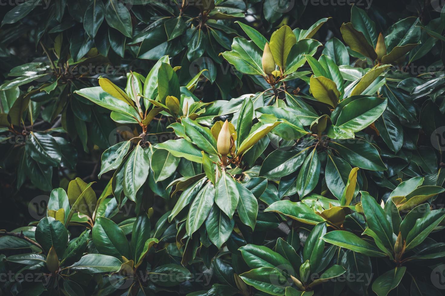 Magnolia buds among the green foliage photo