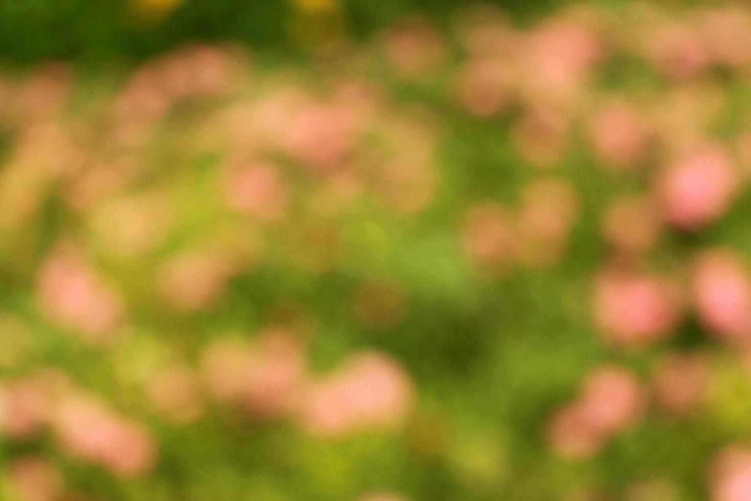 Blurry flower background photo