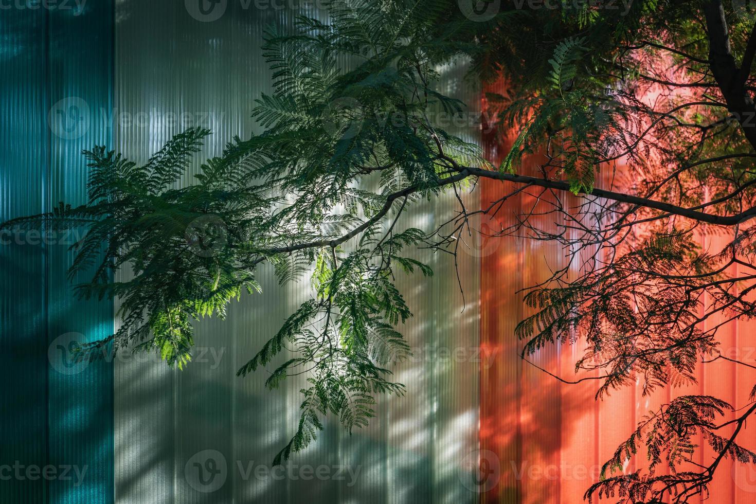 ramas verdes sobre una fachada acristalada foto