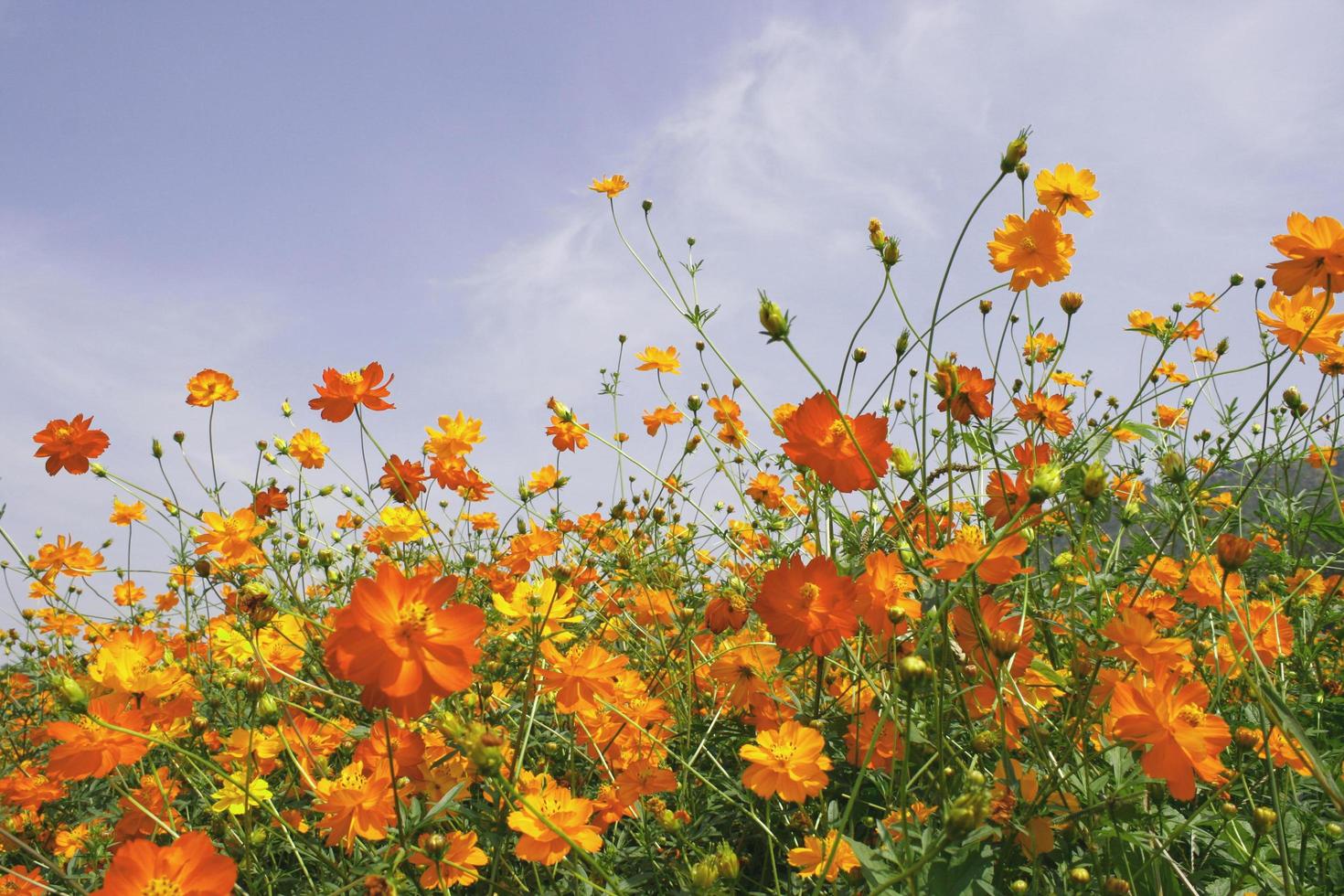 Yellow and orange flowers with blue sky photo