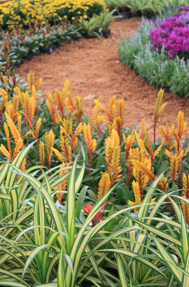 Pathway with flowers photo