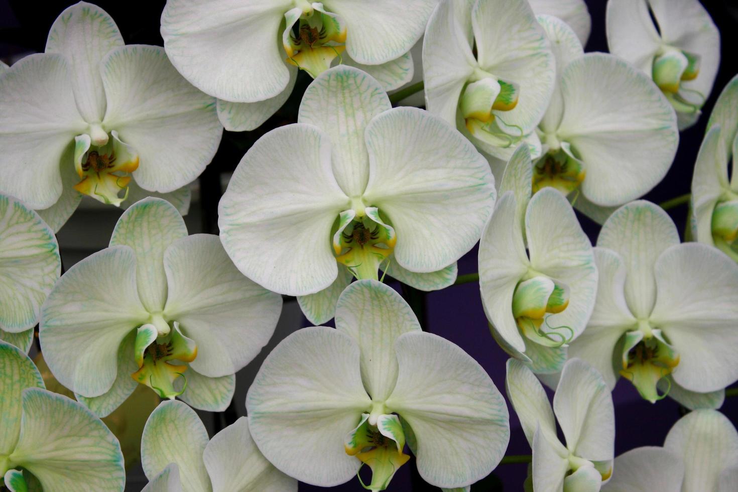 Close-up of orchids photo