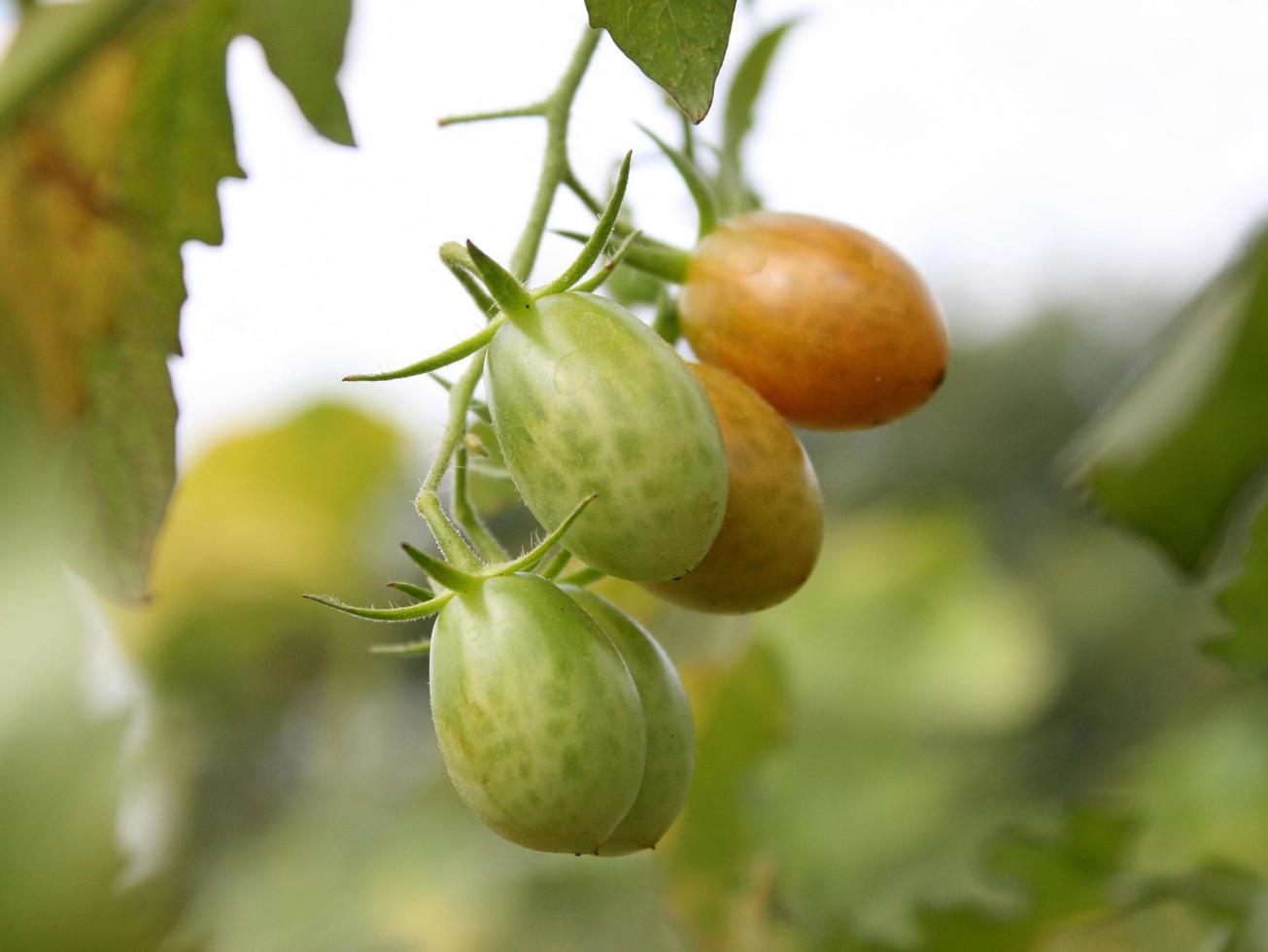 Green and red tomatoes photo