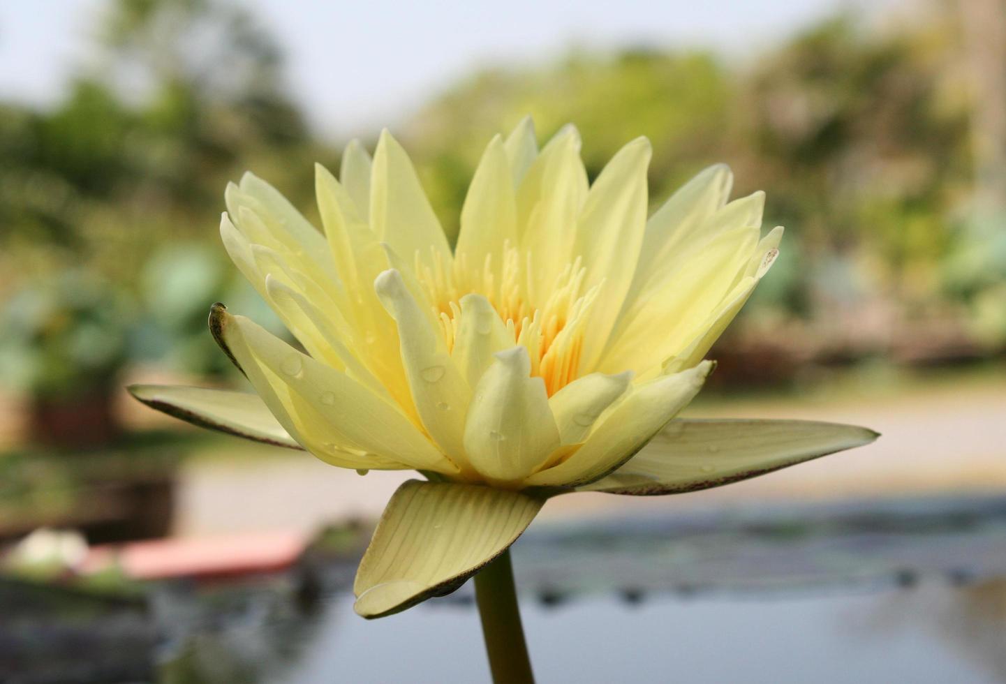 Close-up of a yellow lotus flower photo