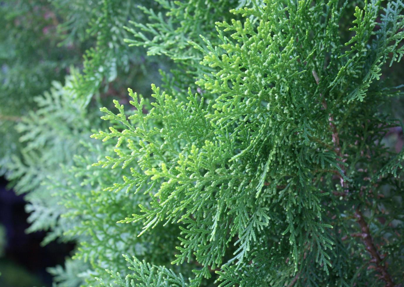 hojas de pino verde foto