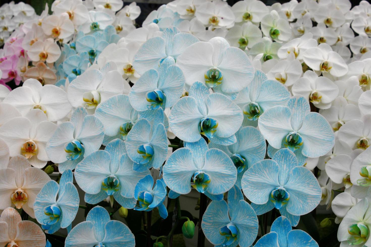 grupo multicolor de orquídeas foto