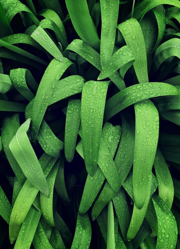 Green grass with dew photo