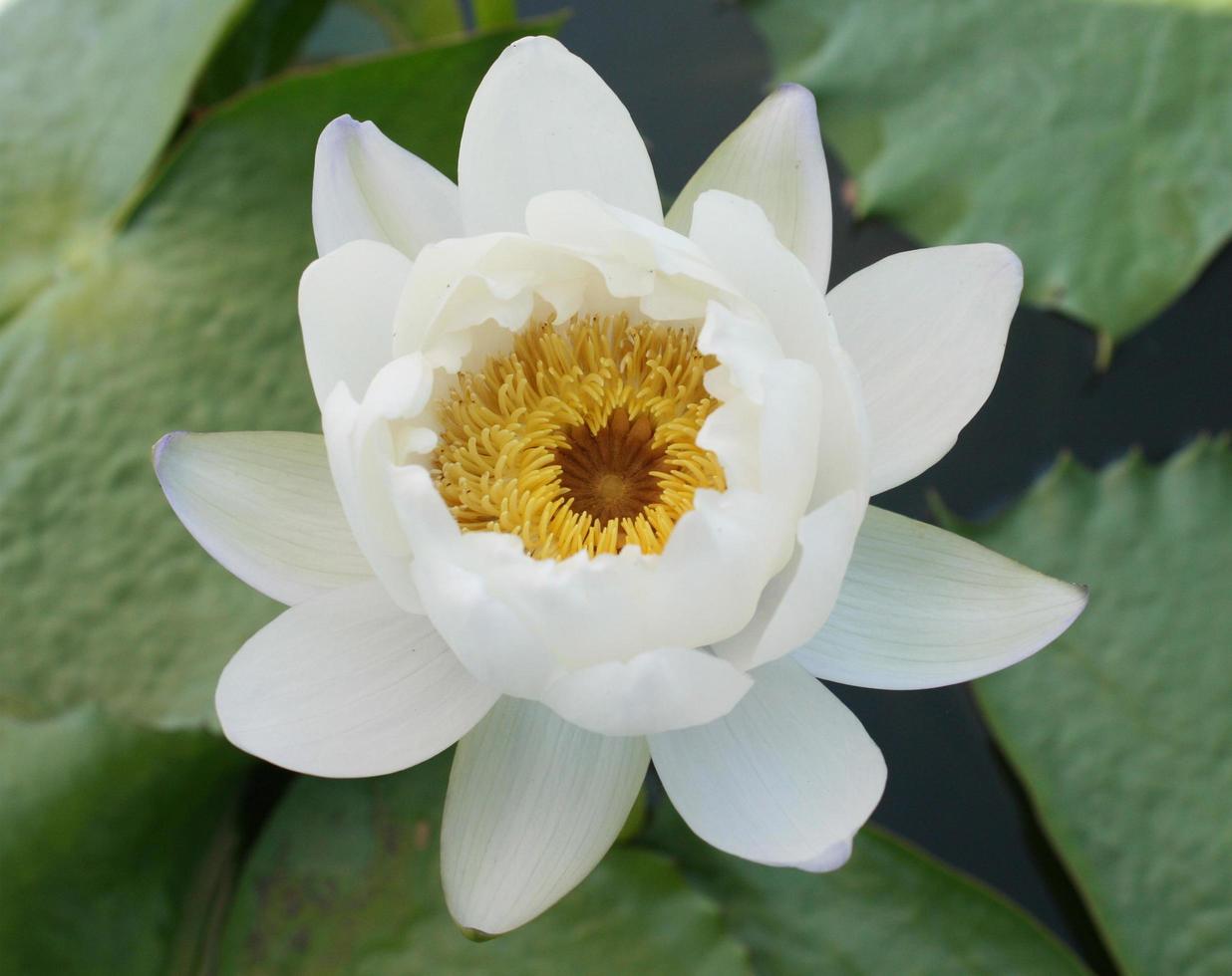 flor de loto parcialmente cerrada foto