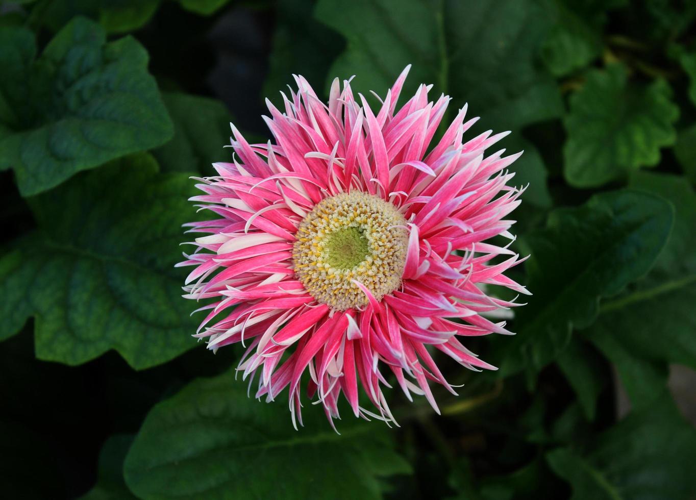 Pink gerber daisy photo