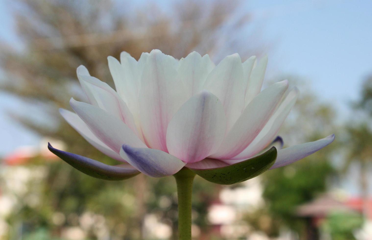 primer plano de la flor de loto foto