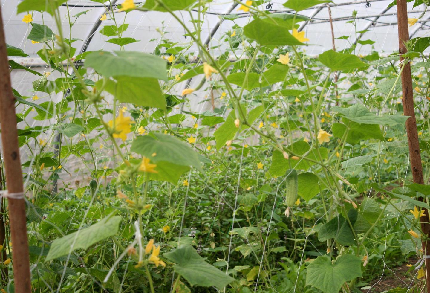 Growing cucumber plants photo