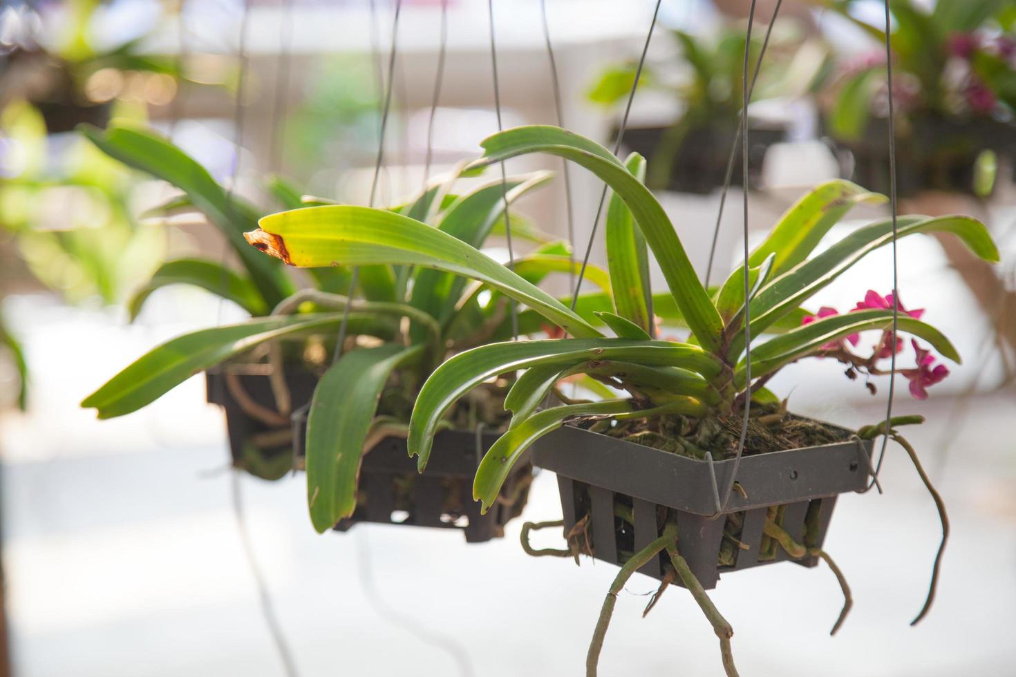 Pots and orchids photo