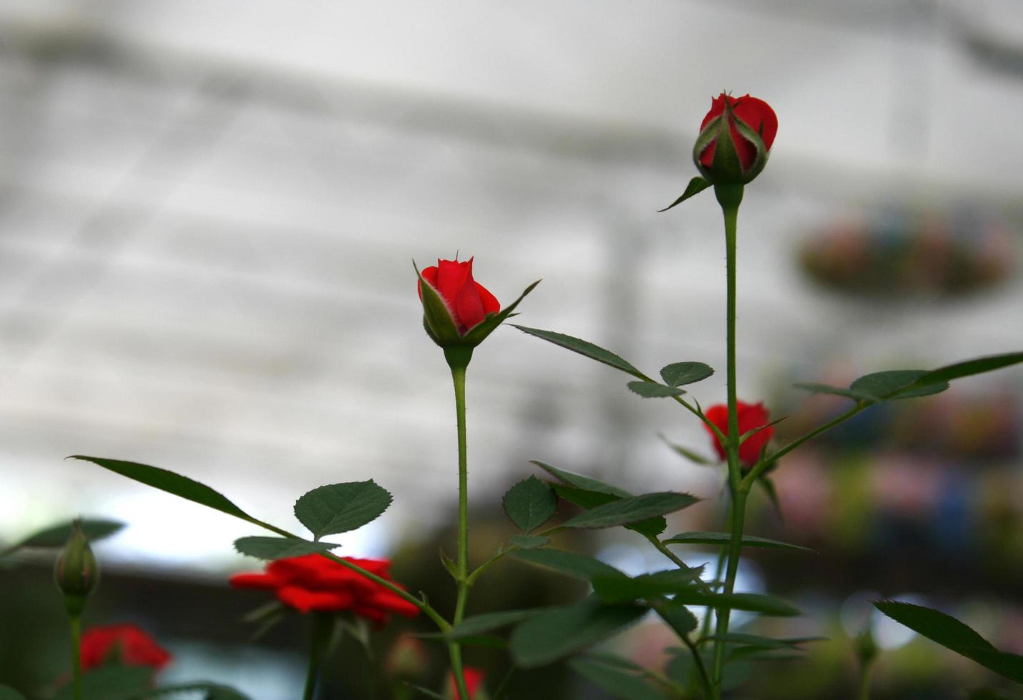 Red roses in a greenhouse photo