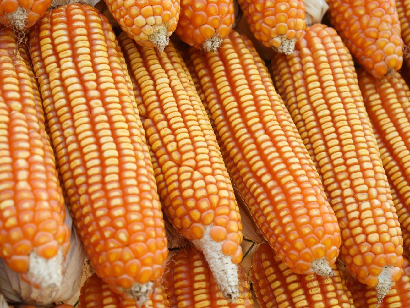 Piles of sweet corn photo