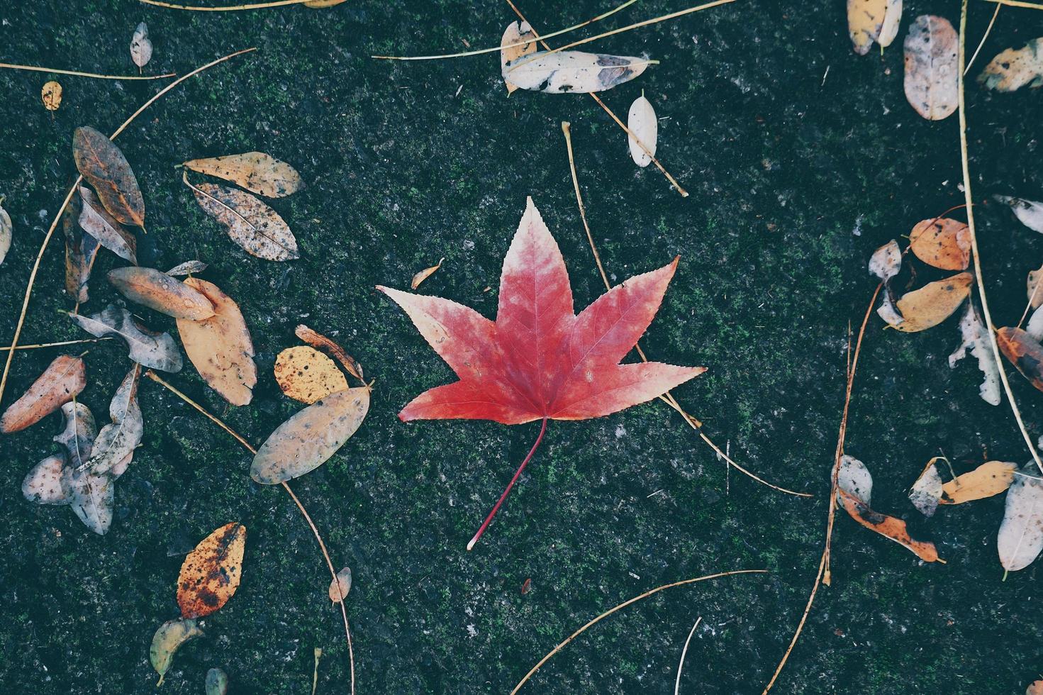 Red maple leaf in autumn photo