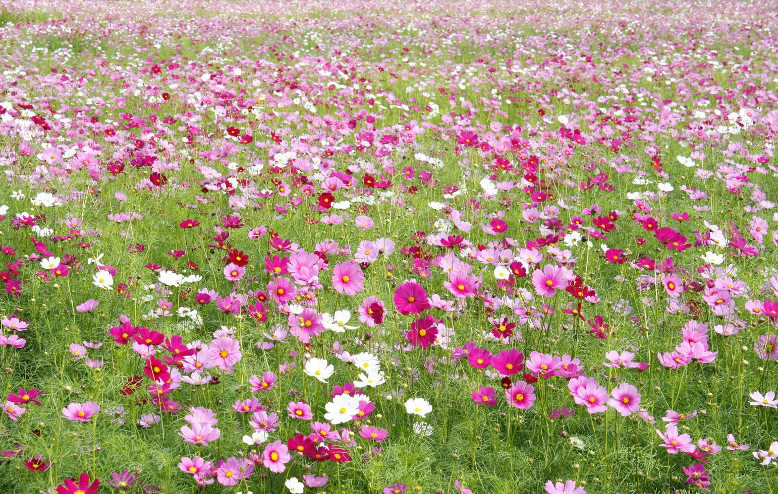 Cosmos flower field photo