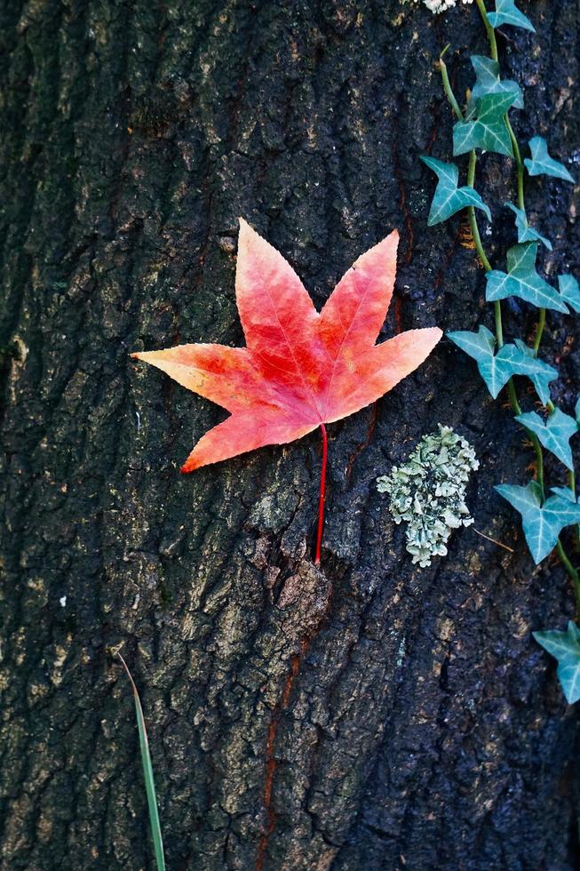 Red maple leaf photo