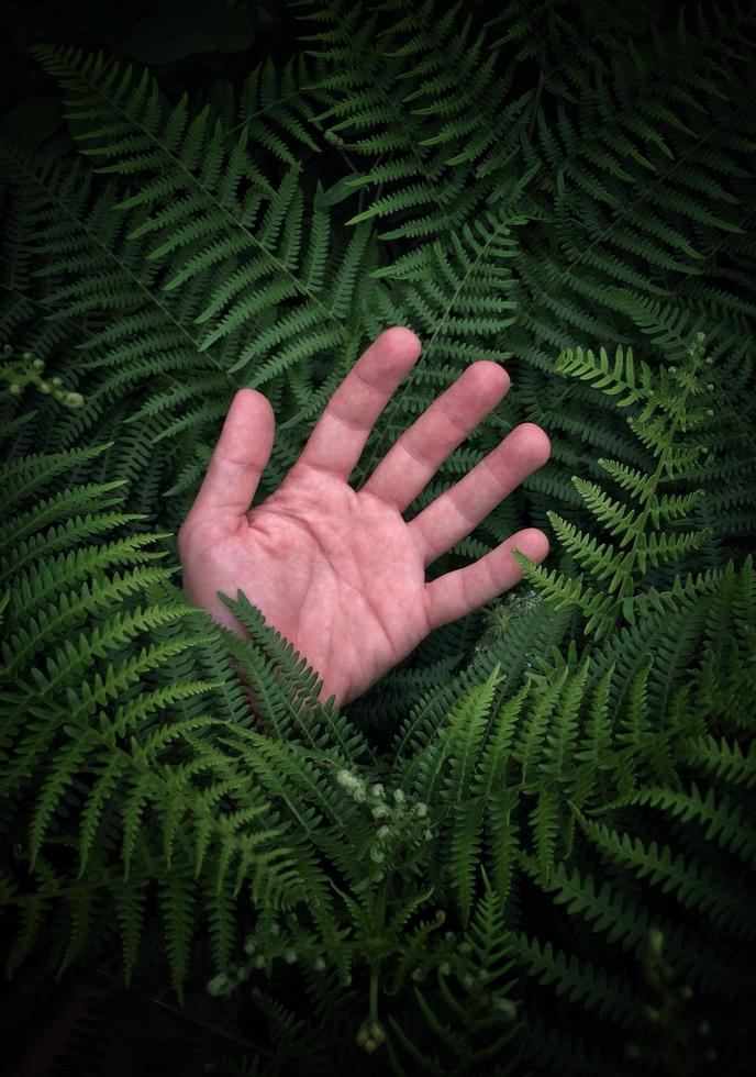 mano en hojas de helecho verde, estética de arte contemporáneo foto