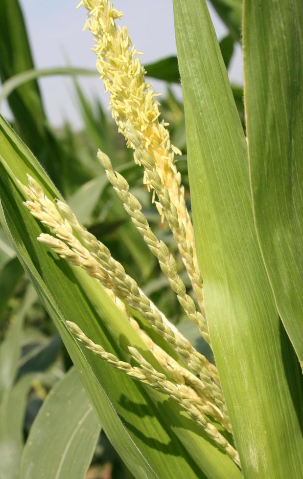 primer plano de flor de tallo de maíz foto