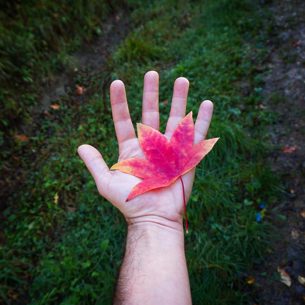 mano con una hoja de arce roja foto