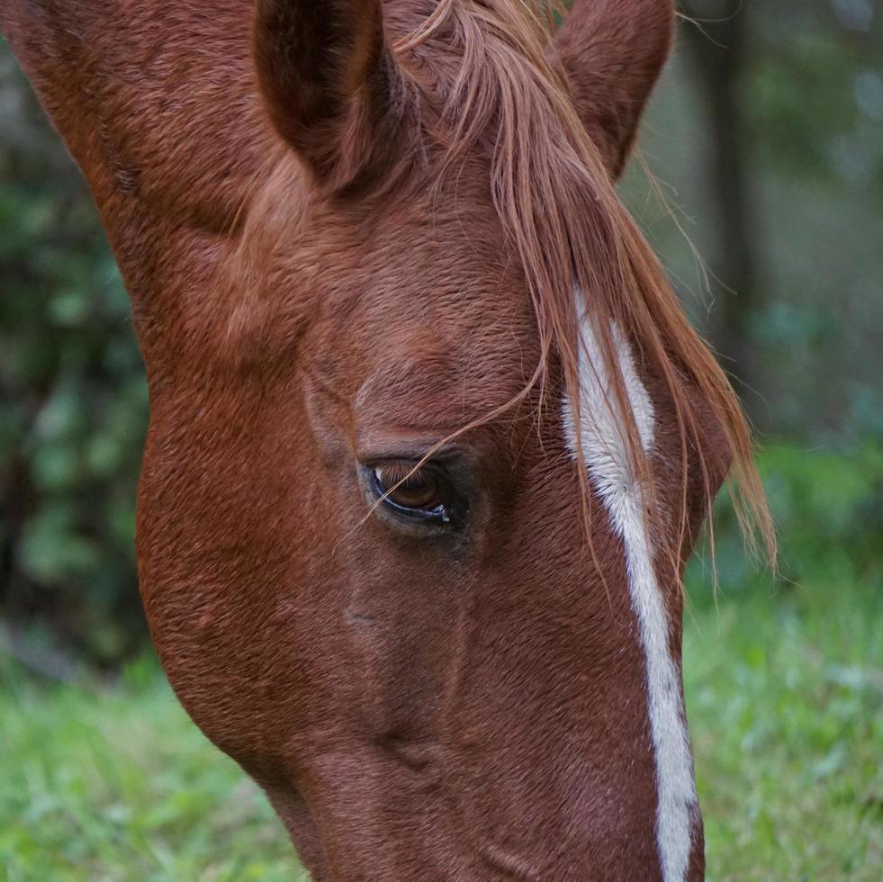 Brown horse portrait in a meadow photo