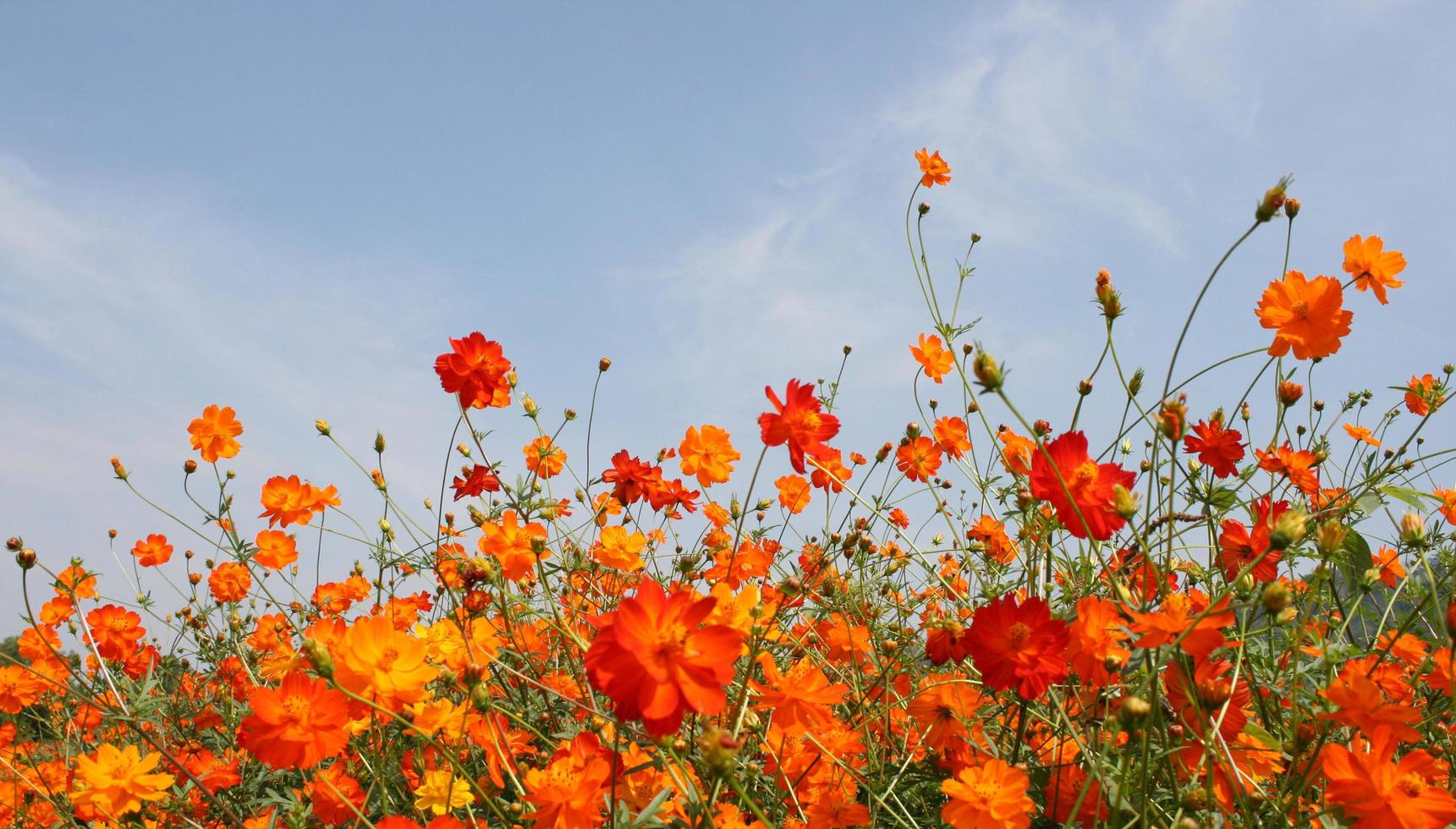 campo de flores naranjas y cielo azul foto