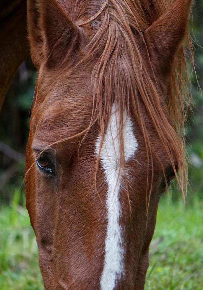 Beautiful brown horse portrait photo