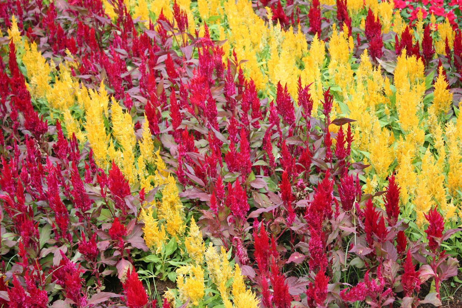 Colorful plumed cockscomb flower field photo