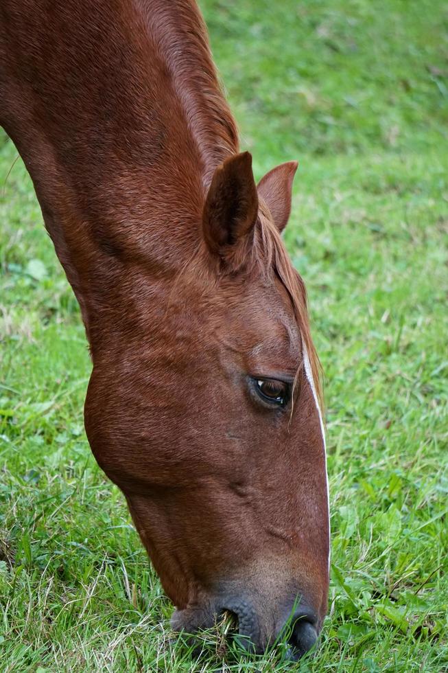 Beautiful brown horse photo