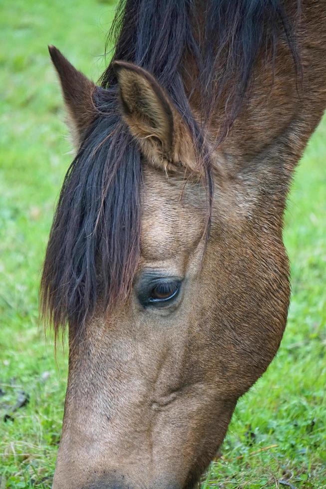 hermoso caballo marrón foto