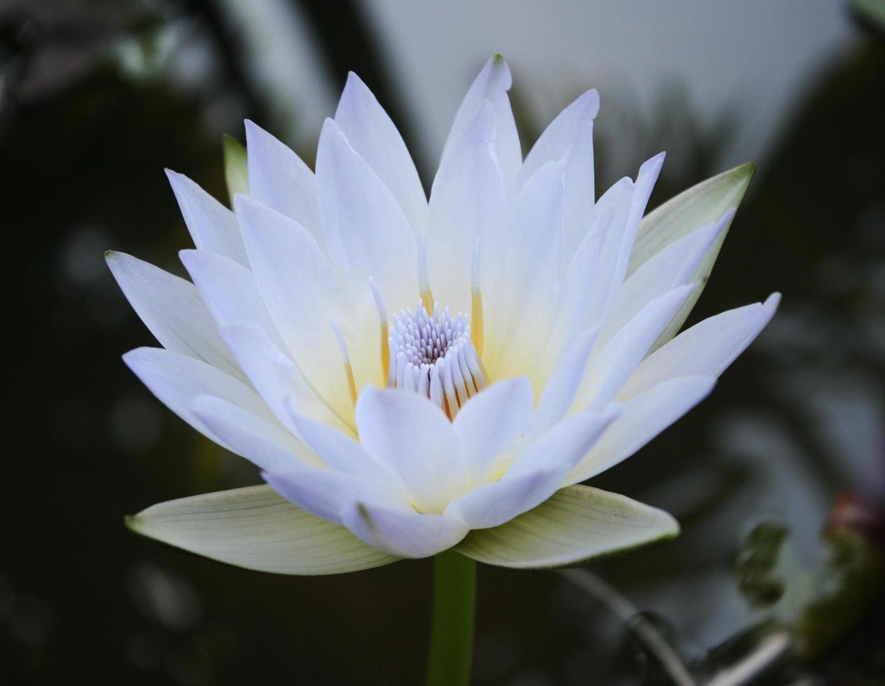 Lotus flower detail photo