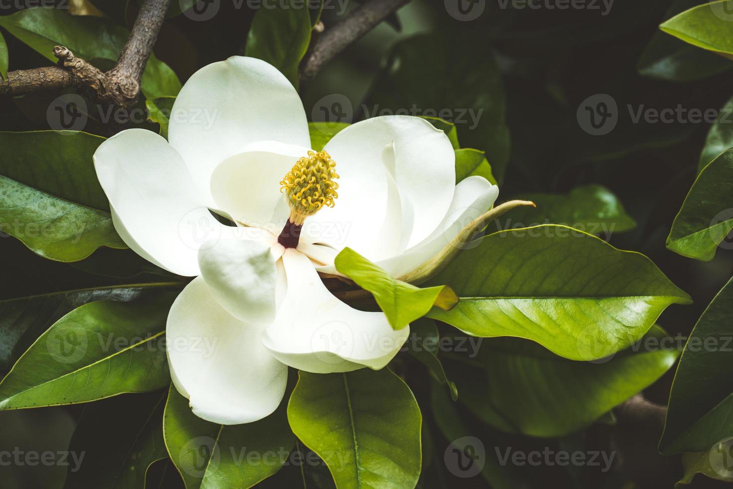 White magnolia flower among the green foliage photo