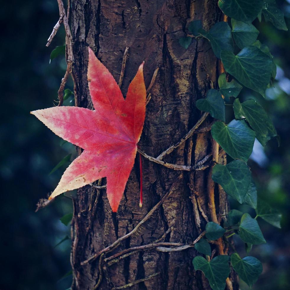 Red maple leaf in autumn photo