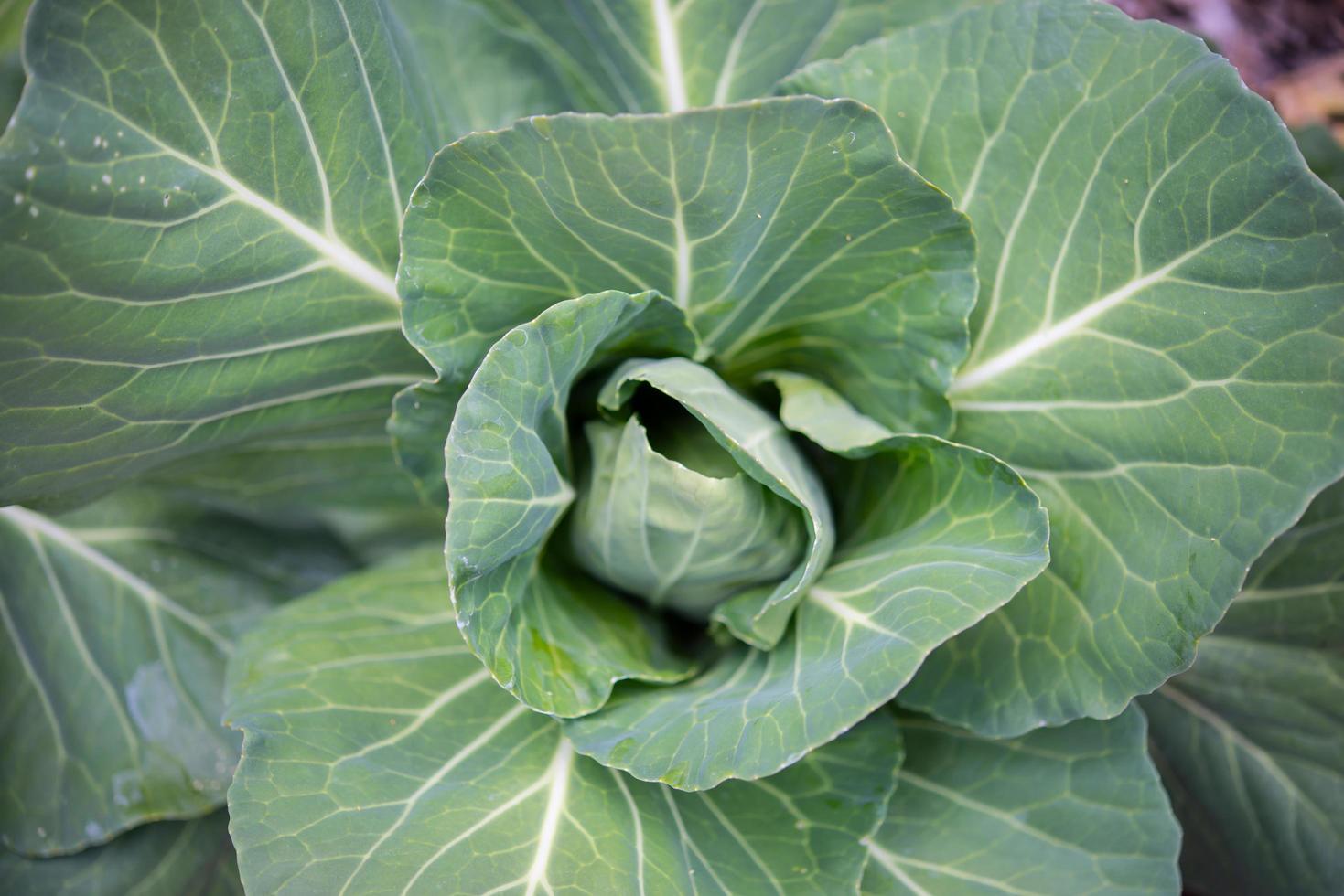 Big cabbage in the garden photo