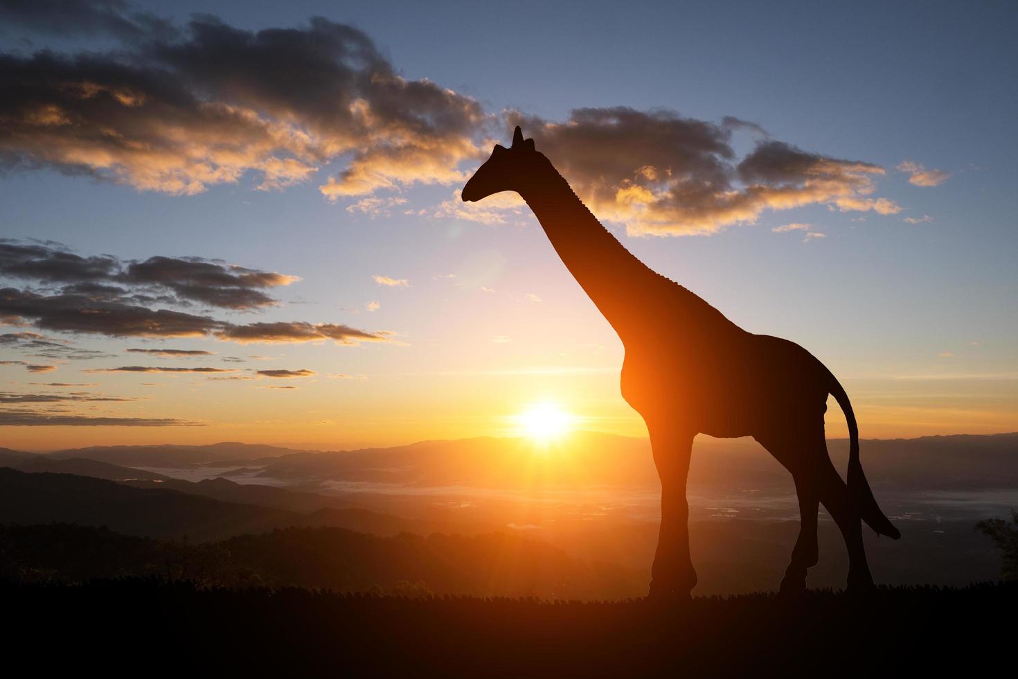 silueta de jirafa sobre un fondo de puesta de sol foto