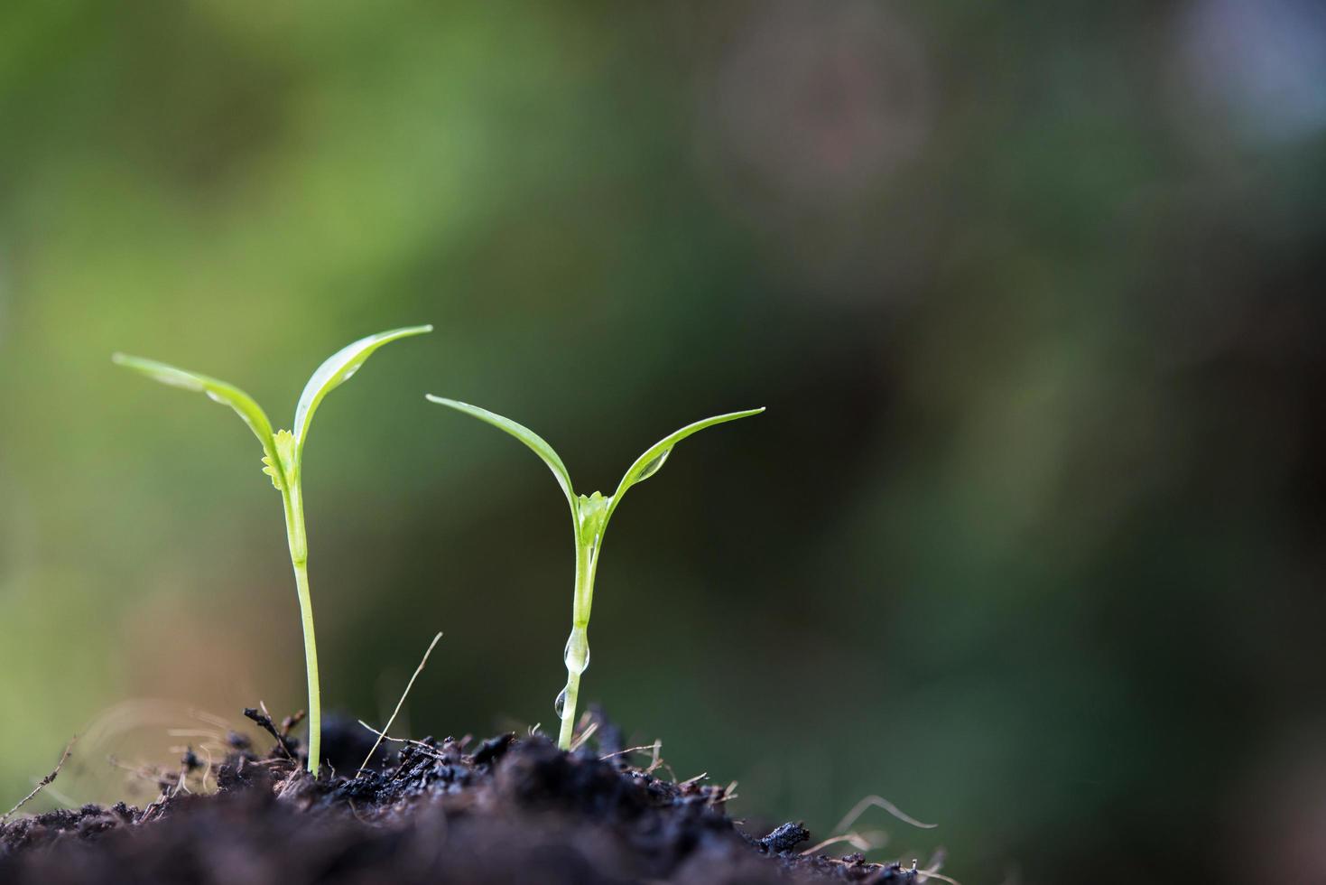 Close-up of young sprouts growing photo