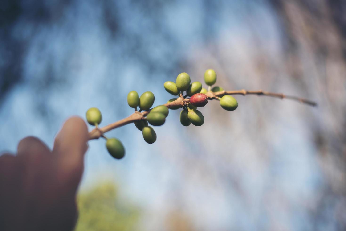 Hand picking coffee beans photo