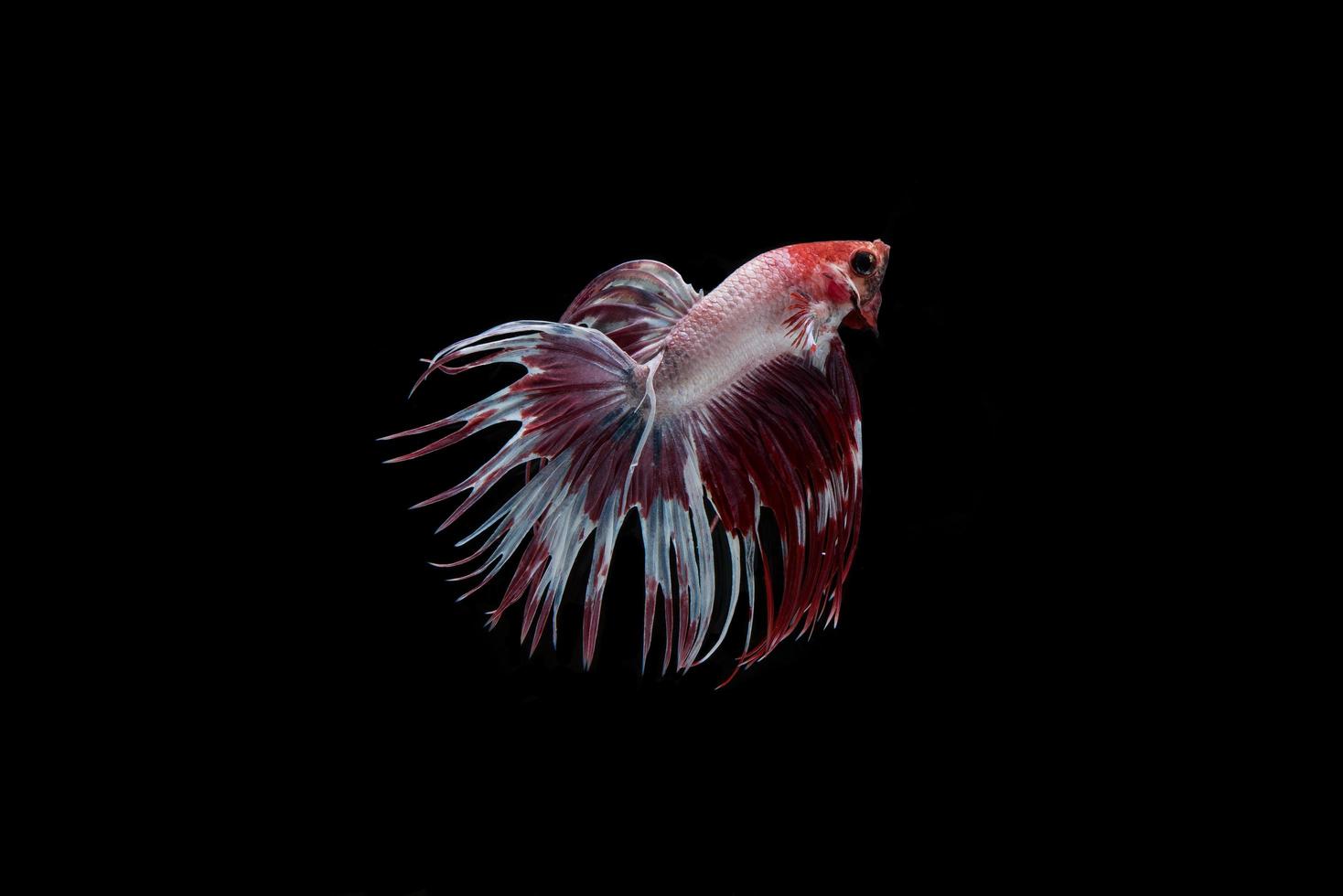 hermoso pez betta siamés foto