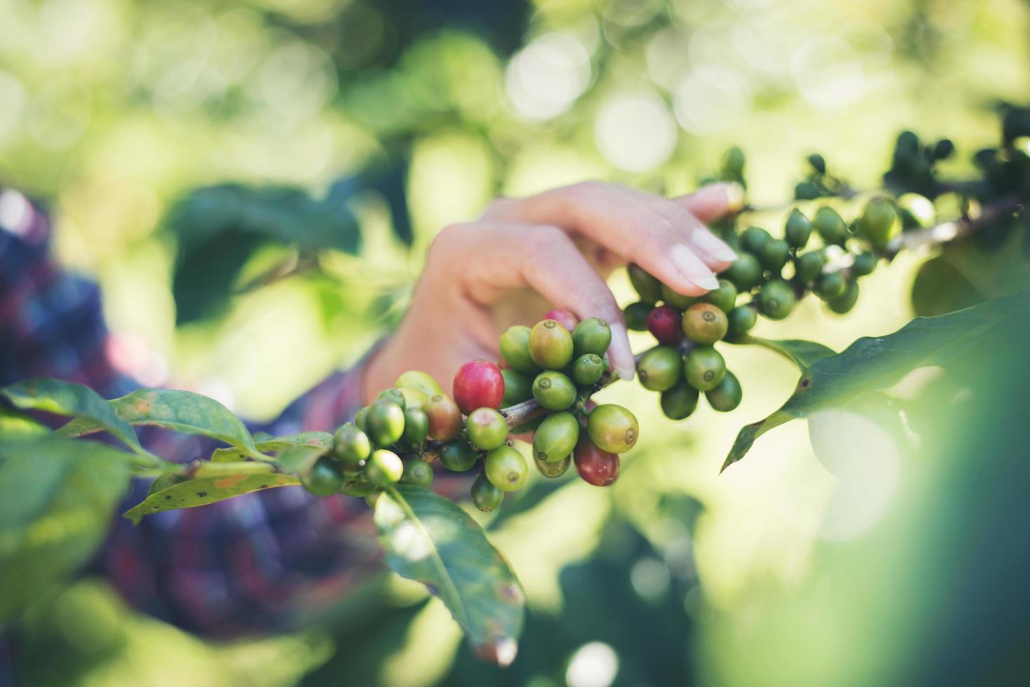 cosechando granos de cafe foto