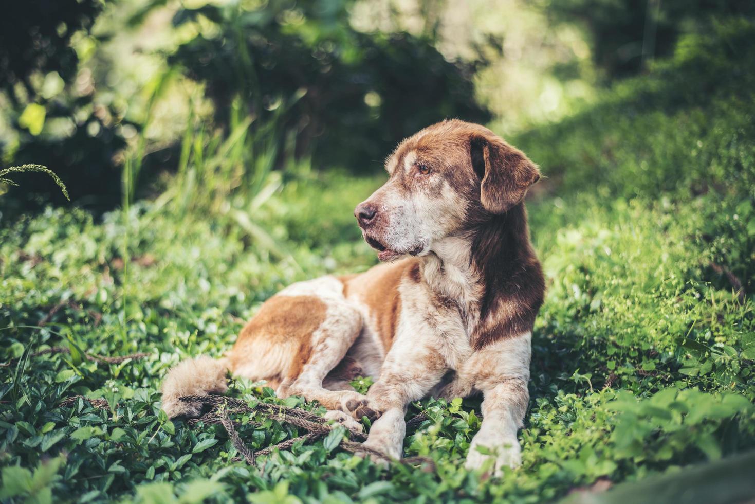 Dog sunbathing on grass photo