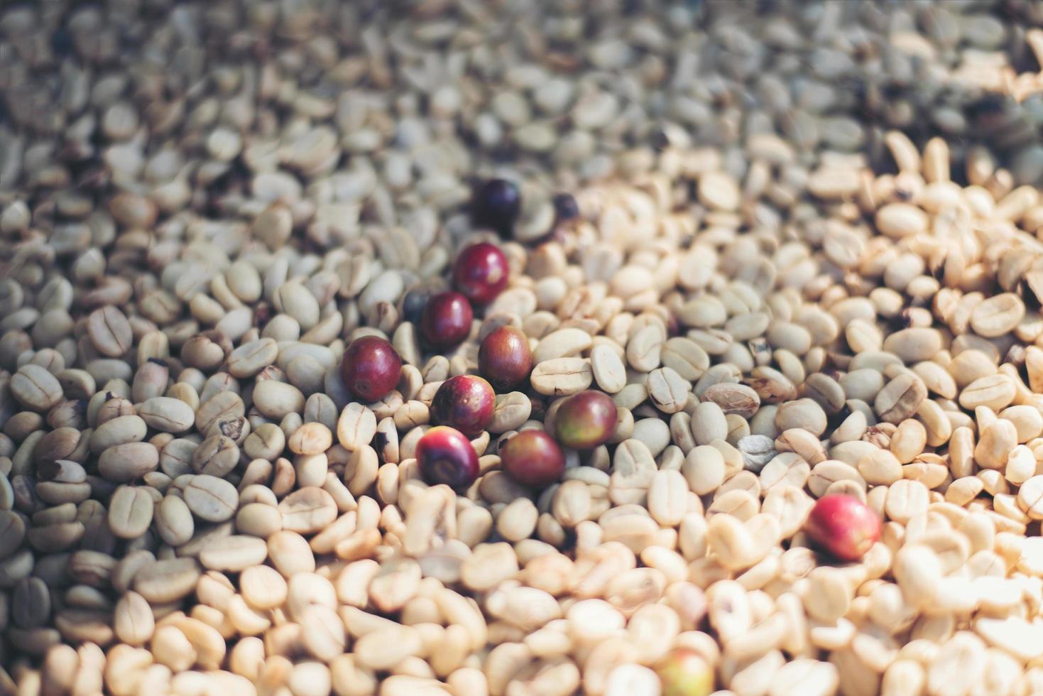 Dried raw coffee photo