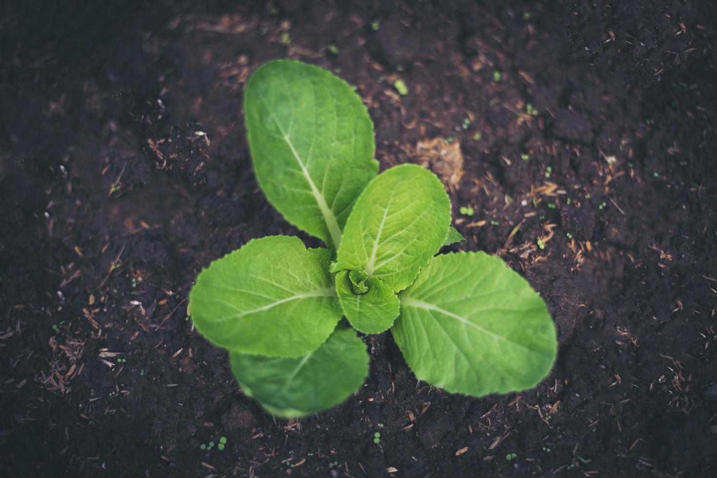 Young sprout of a plant in soil photo