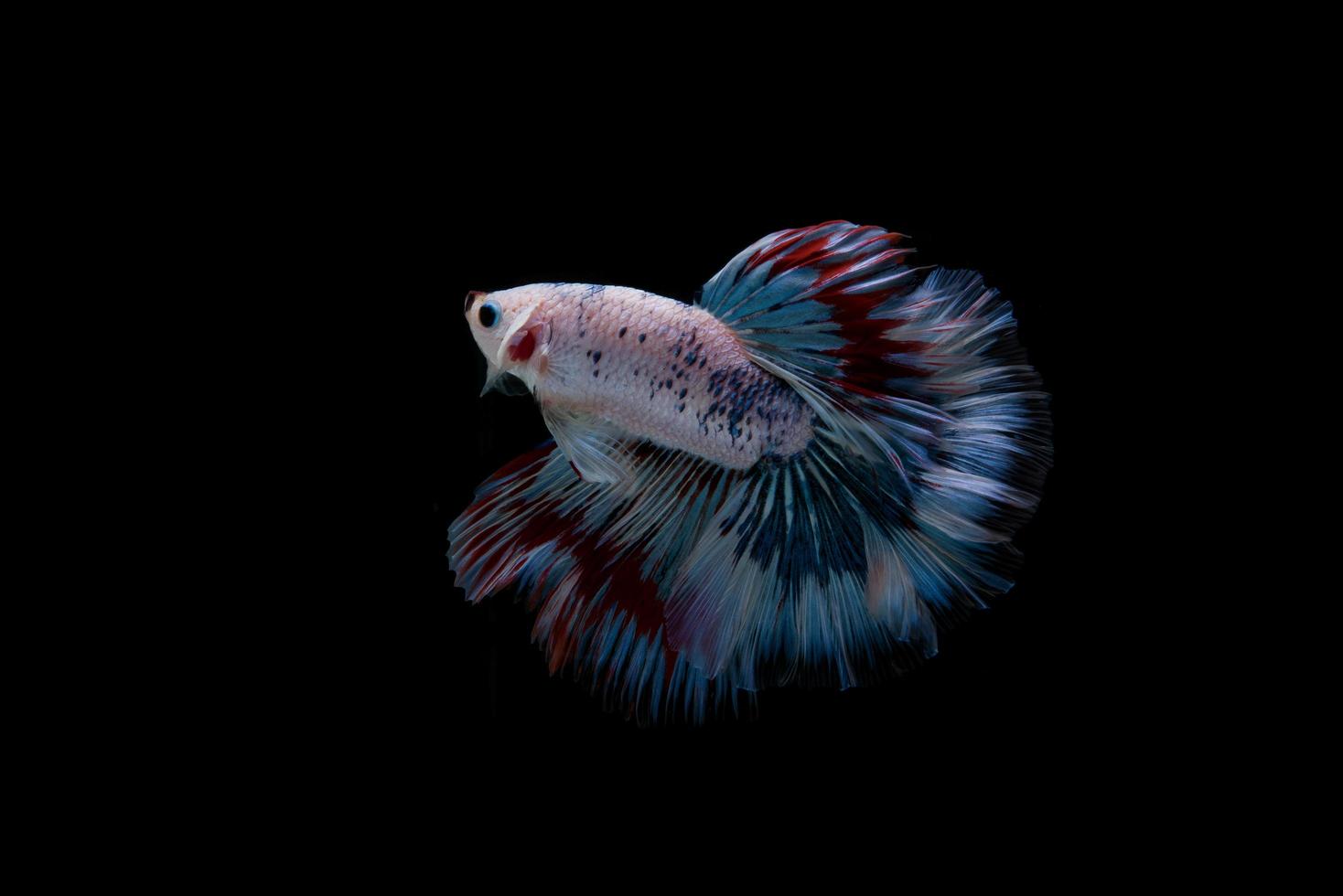 hermoso pez betta siamés foto