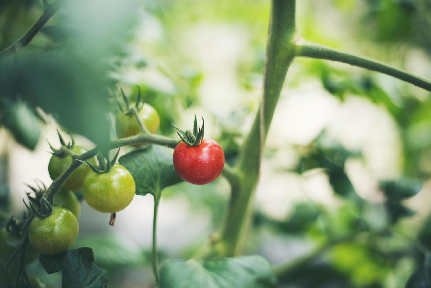 Fresh tomatoes in the garden photo