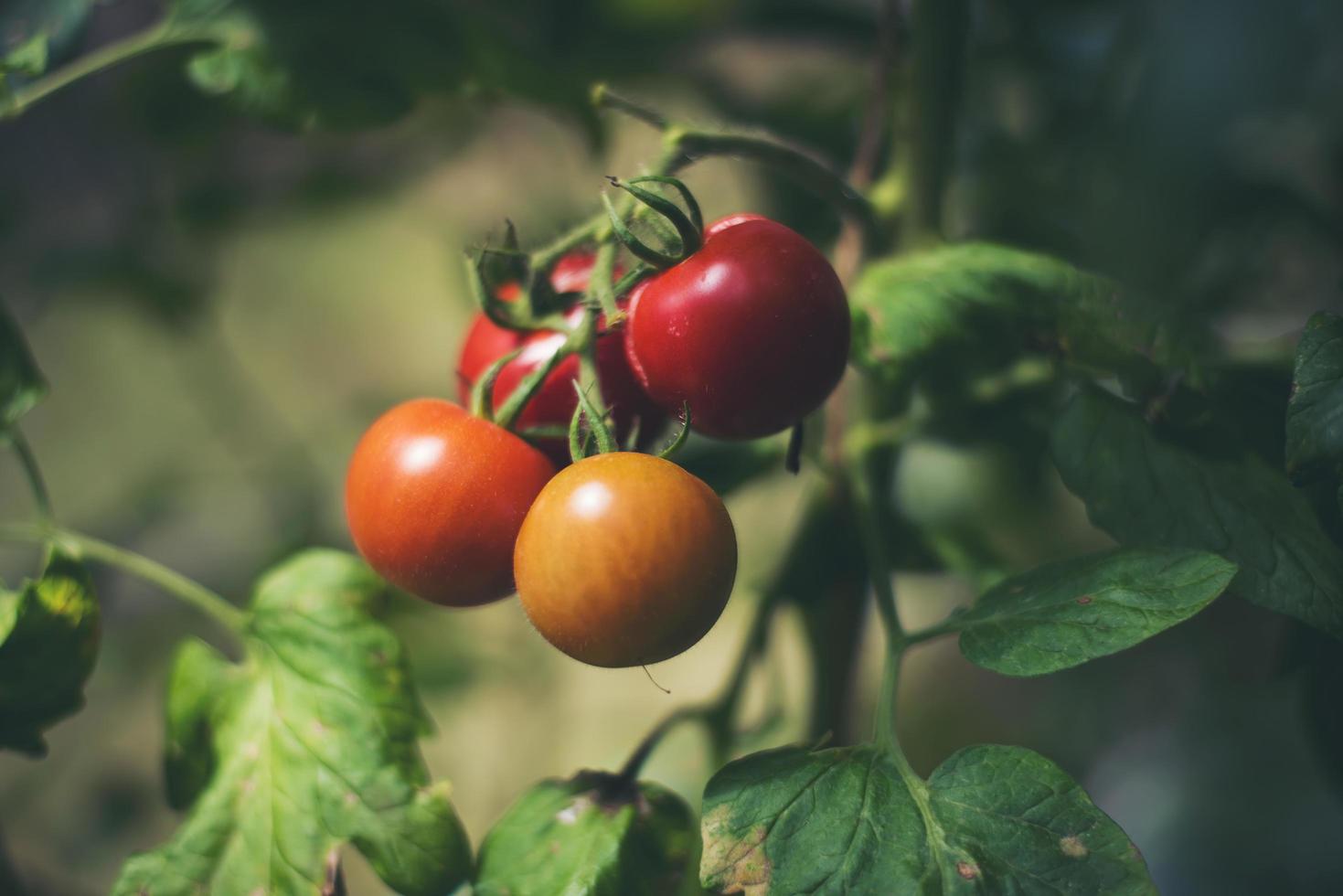 tomates frescos en el jardín foto