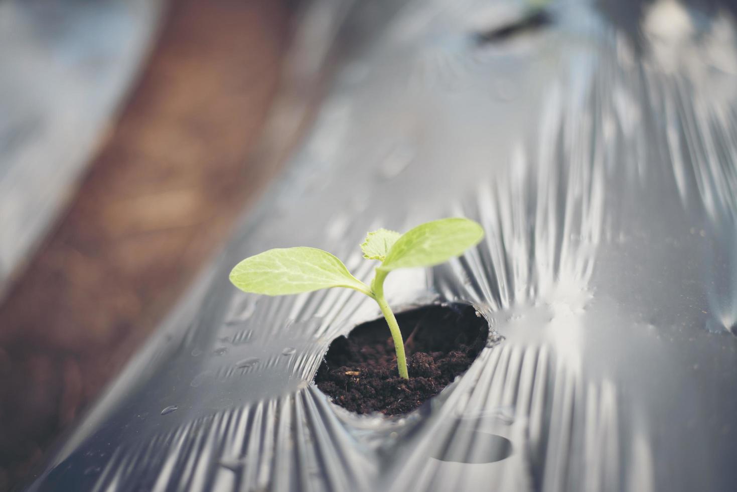 Vegetables in a greenhouse photo