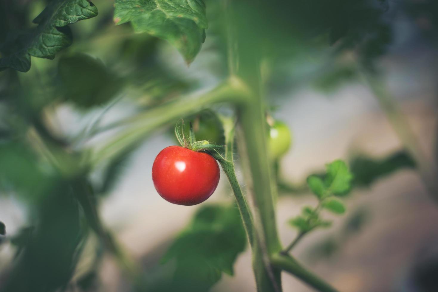 Fresh tomatoes in the garden photo