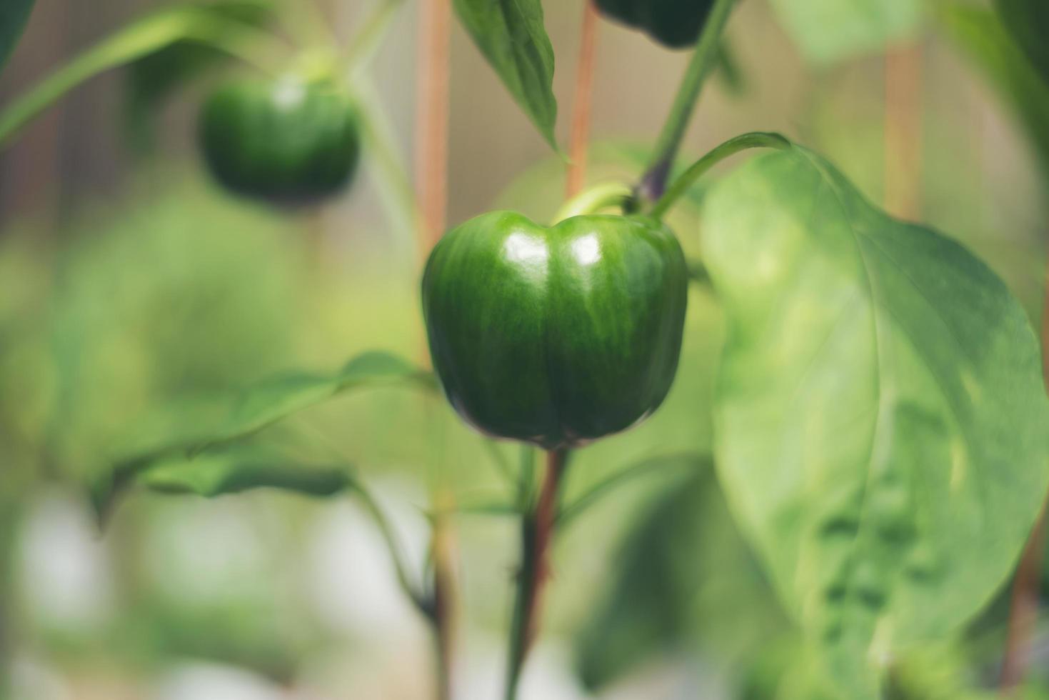 Green chili tree photo