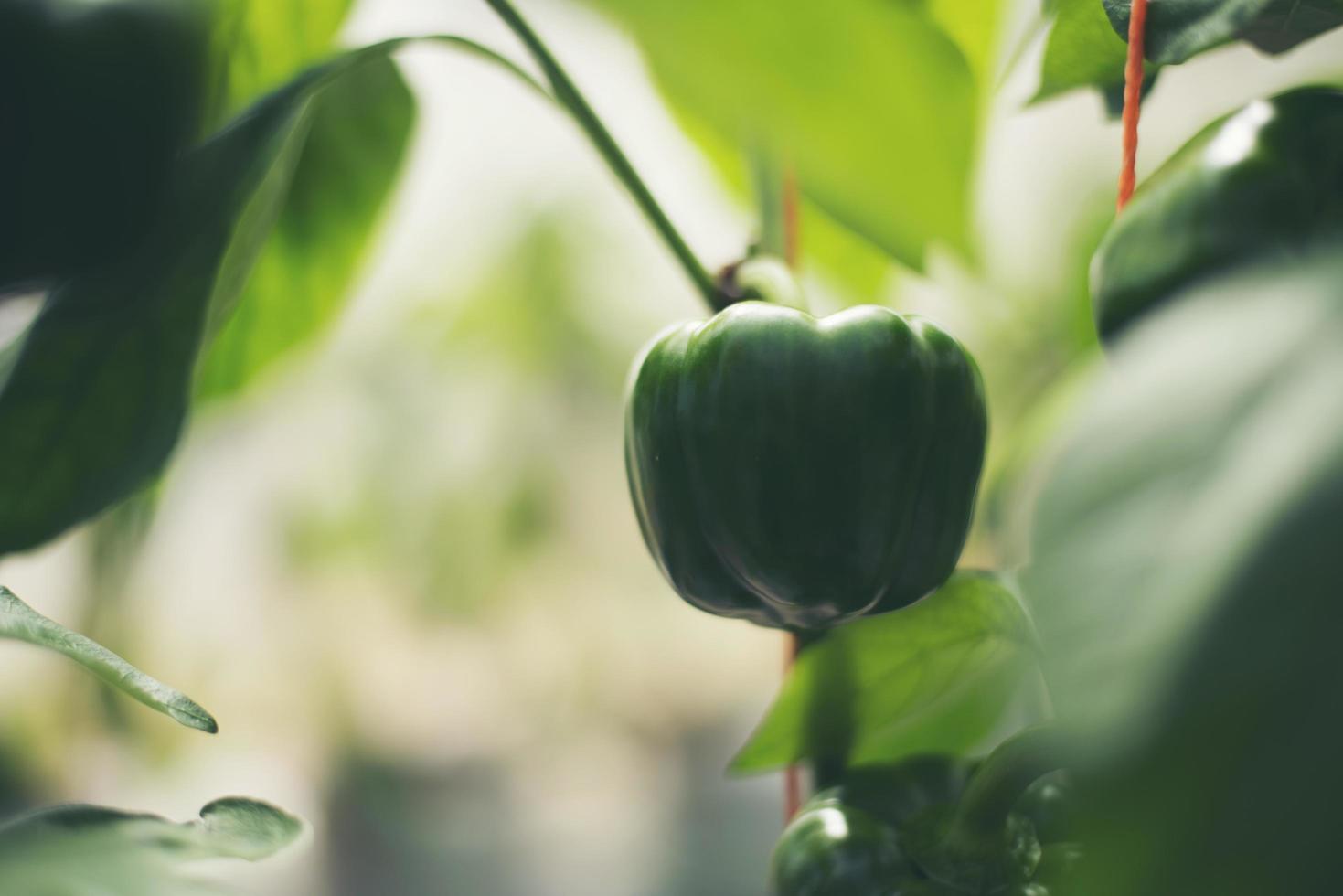 Green chili tree photo